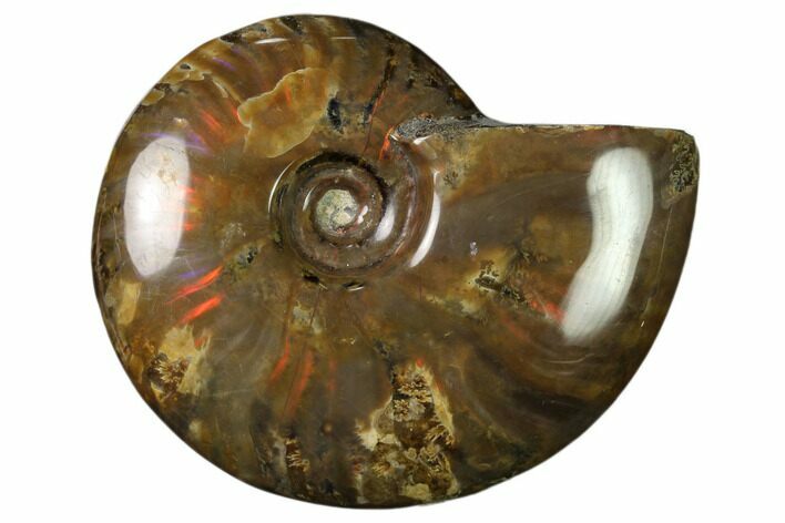 Flashy Red Iridescent Ammonite #155252